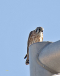 American Kestrel 5626